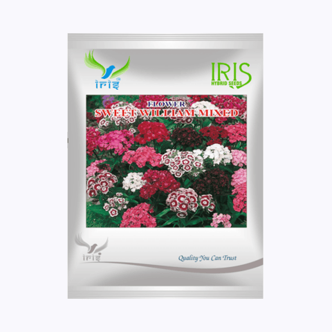 Iris Hybrid Imported OP Sweet William Seeds