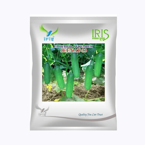 Iris Hybrid F1 Cucumber Jeenat Seeds