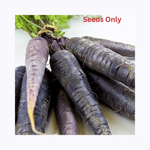 Golden Hills Black Wonder Carrot Seeds