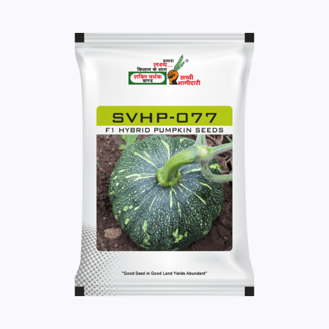 SVHSPL Pumpin  SVHP-077 Seeds