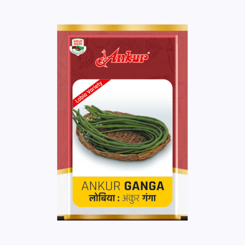 Ankur Lobia Ganga Cowpea Seeds