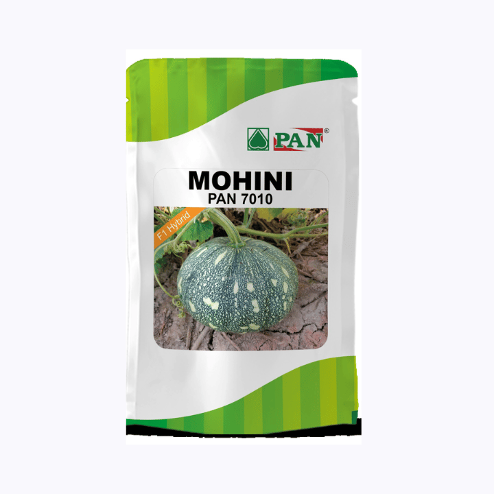 Pan Mohini 7010 Pumpkin  Seeds