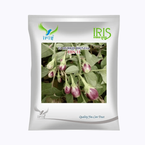 Iris Hybrid F1 Brinjal IHS-11 Seeds