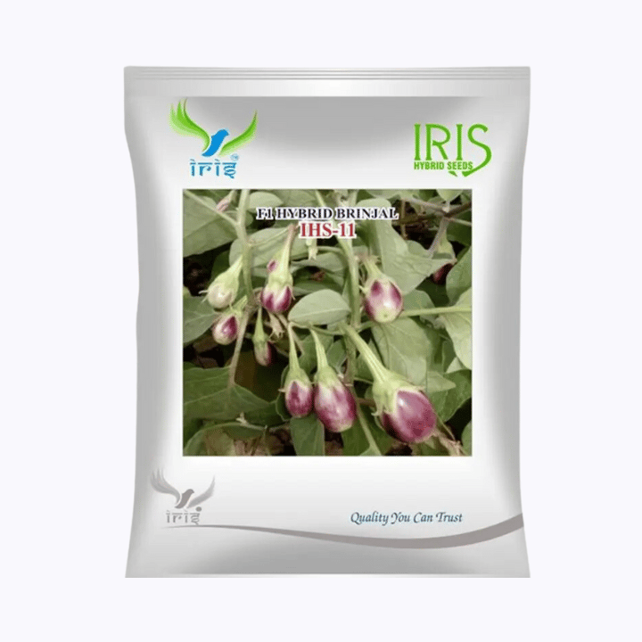 Iris Hybrid F1 Brinjal IHS-11 Seeds