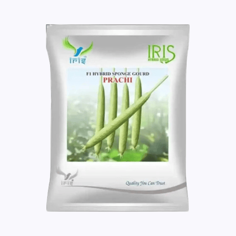 Iris Hybrid F1 Sponge Gourd Prachi