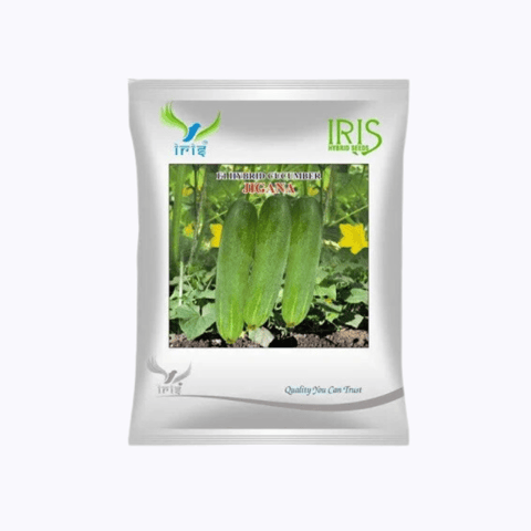 Iris Hybrid F1 Cucumber Jigana Seeds