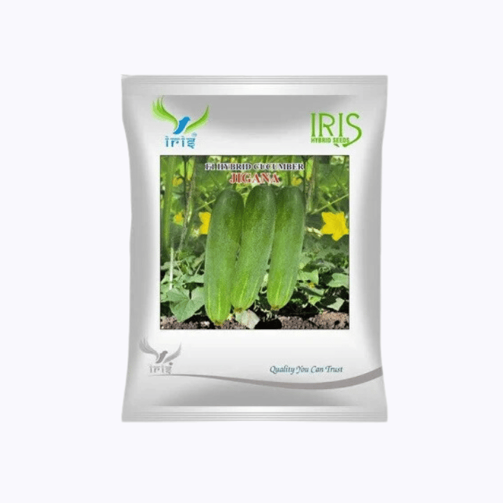 Iris Hybrid F1 Cucumber Jigana Seeds