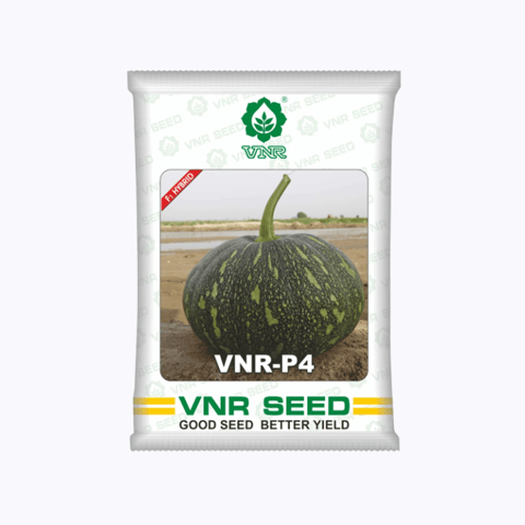 VNR P4 F1 Hybrid Pumpkin Seeds