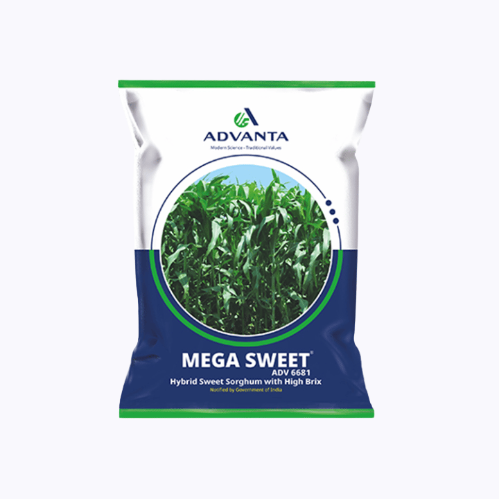 Advanta Mega Sweet Fodder Grass Seeds