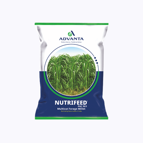 Advanta Nutrifeed Pac 981 Multicut Forage Millet Seeds