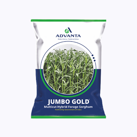 Advanta Jumbo Gold Forage Sorghum Seeds