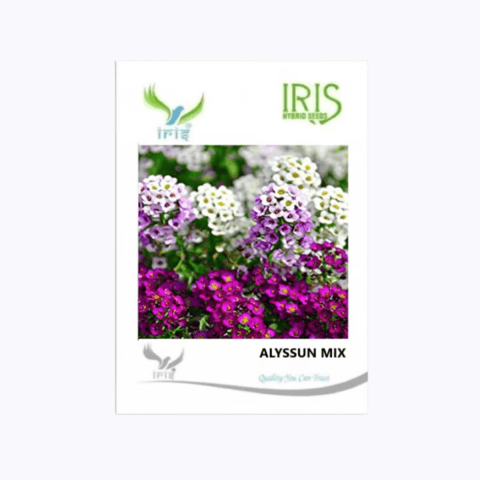 Iris Imported Alyssum Mix Seeds