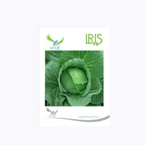 Iris Hybrid F1 Cabbage Seeds