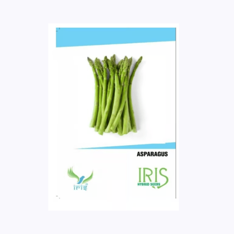 Iris Imported Asparagus Seeds