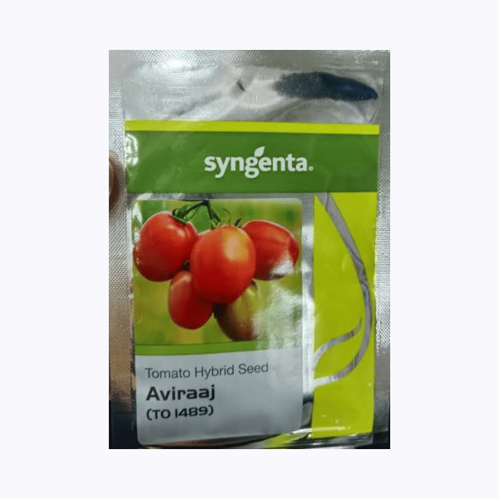 Syngenta Hybrid Tomato SYN Aviraaj  TO 1489 Seeds