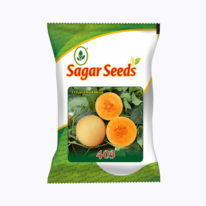 Sagar - 403 Muskmelon Seeds