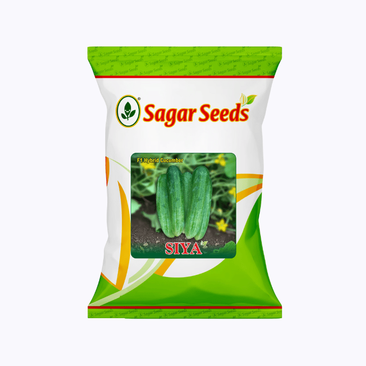 Sagar Siya F1 Cucumber Seeds