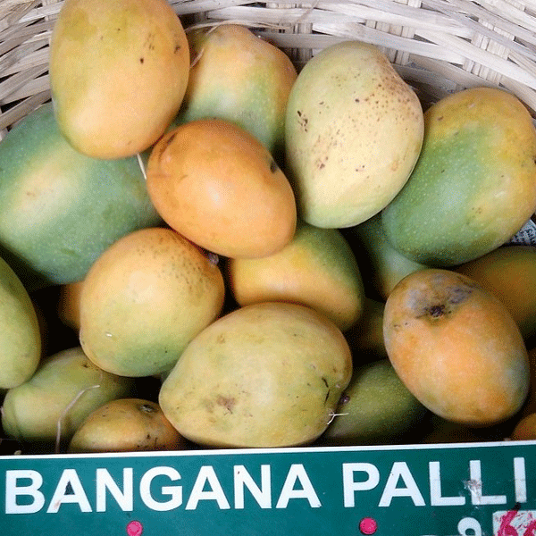 Banganapalli Mango Grafted Live Plant