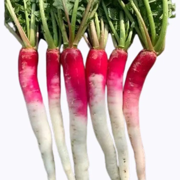 Buy Golden Hills Bombay Half Red Radish Seeds for Unique Gardens ...